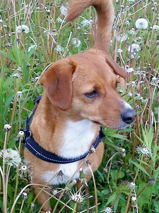 Lucy (Dackel, Jack Russell Terrier) Dackel Jack Russell Terrier 